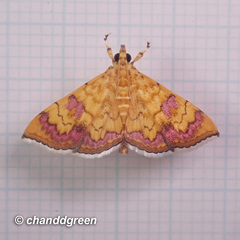 Isocentris filalis