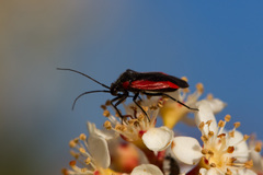 Dionconotus neglectus