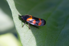 Cercopis