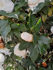 Magnoliopsida