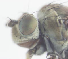 Scatella vittithorax