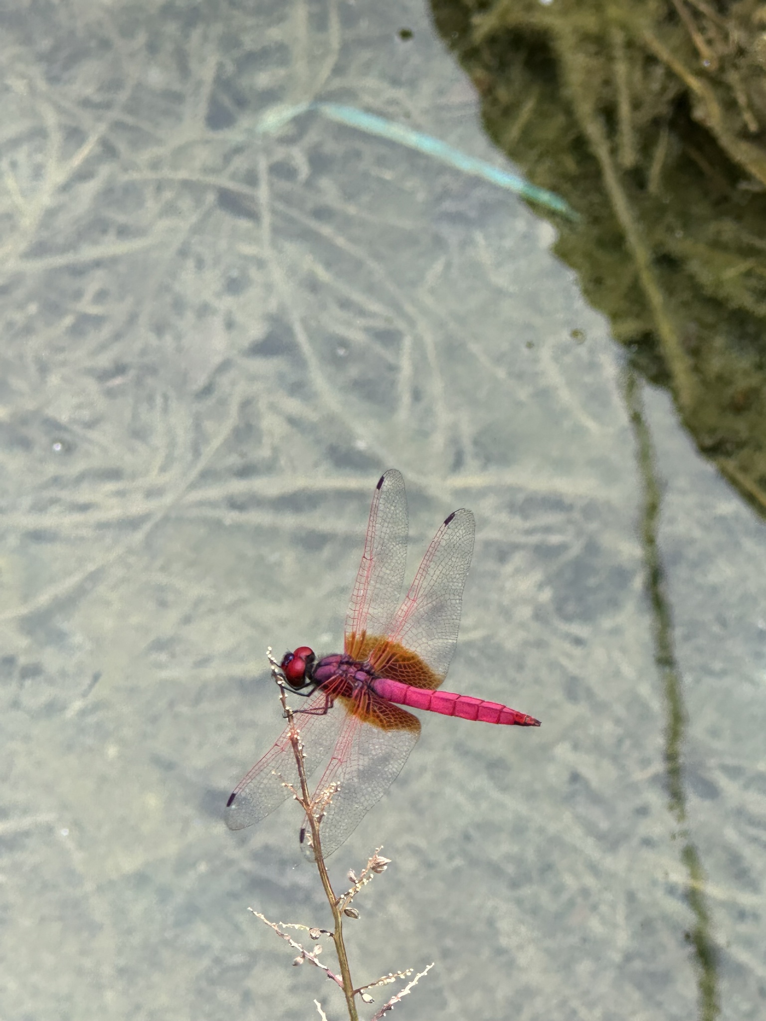 Crimson Marsh Glider