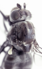 Scatella vittithorax