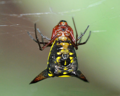 Micrathena kochalkai