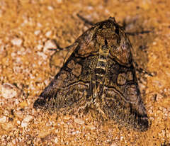 Abrostola microvalis