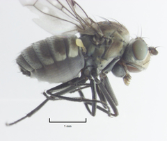 Scatella vittithorax