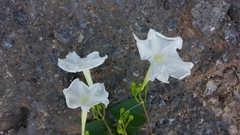 Ipomoea suaveolens