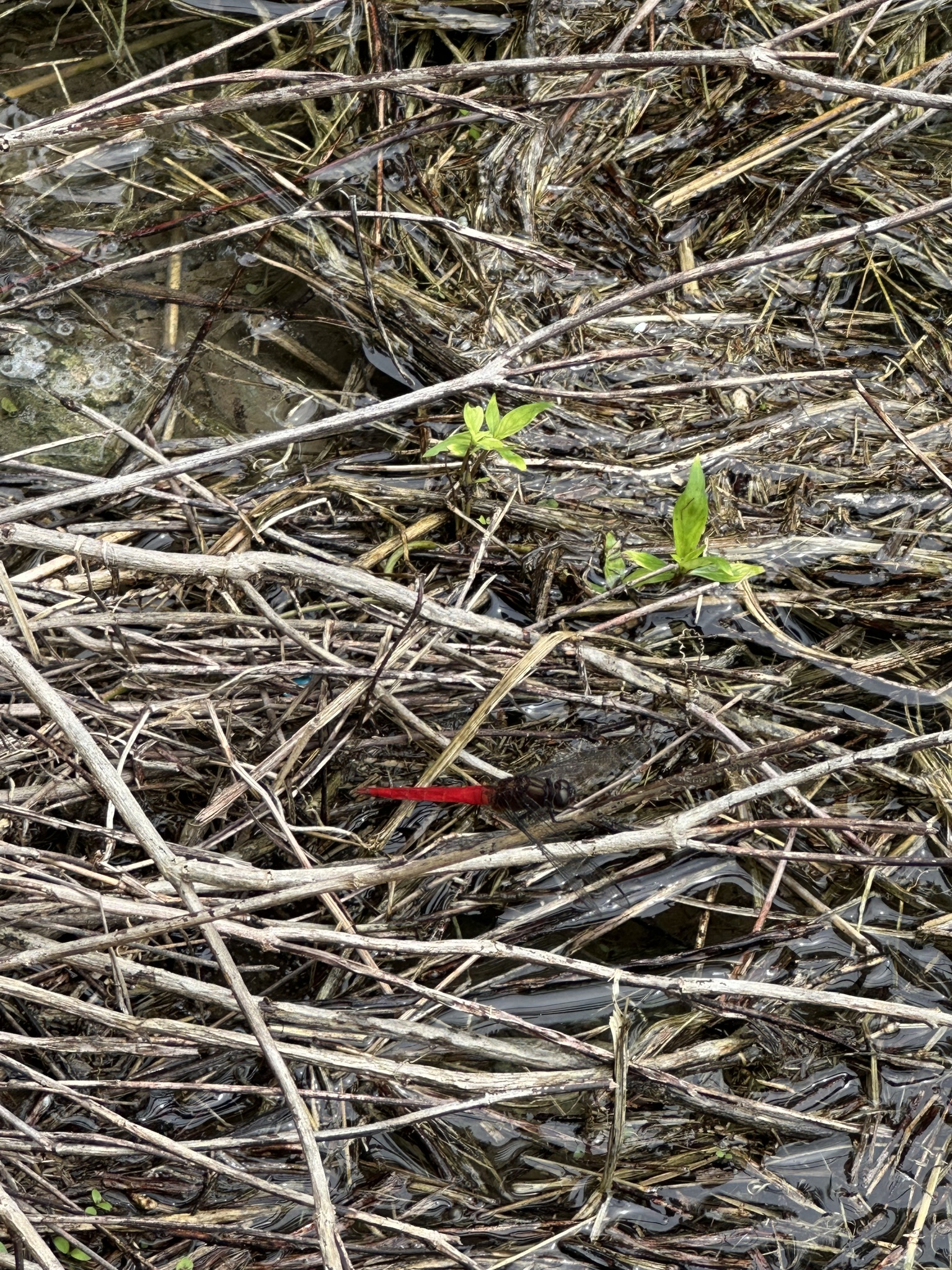Spine-Tufted Skimmer