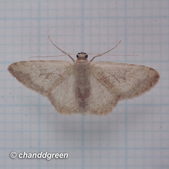 Idaea vacillata