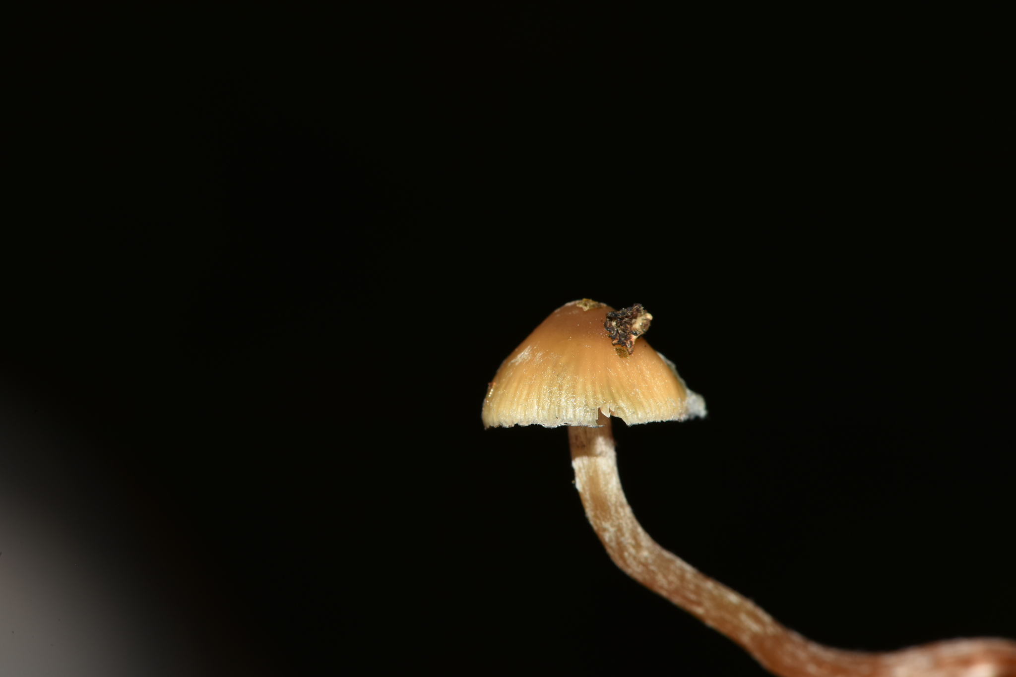 Psilocybe caerulipes image