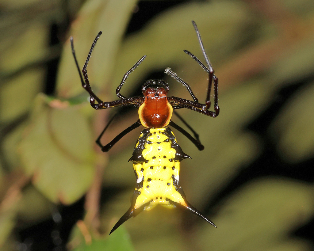 Micrathena miles