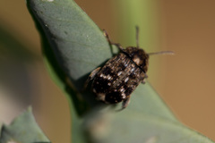 Bruchus pisorum