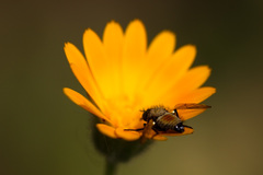 Usia versicolor