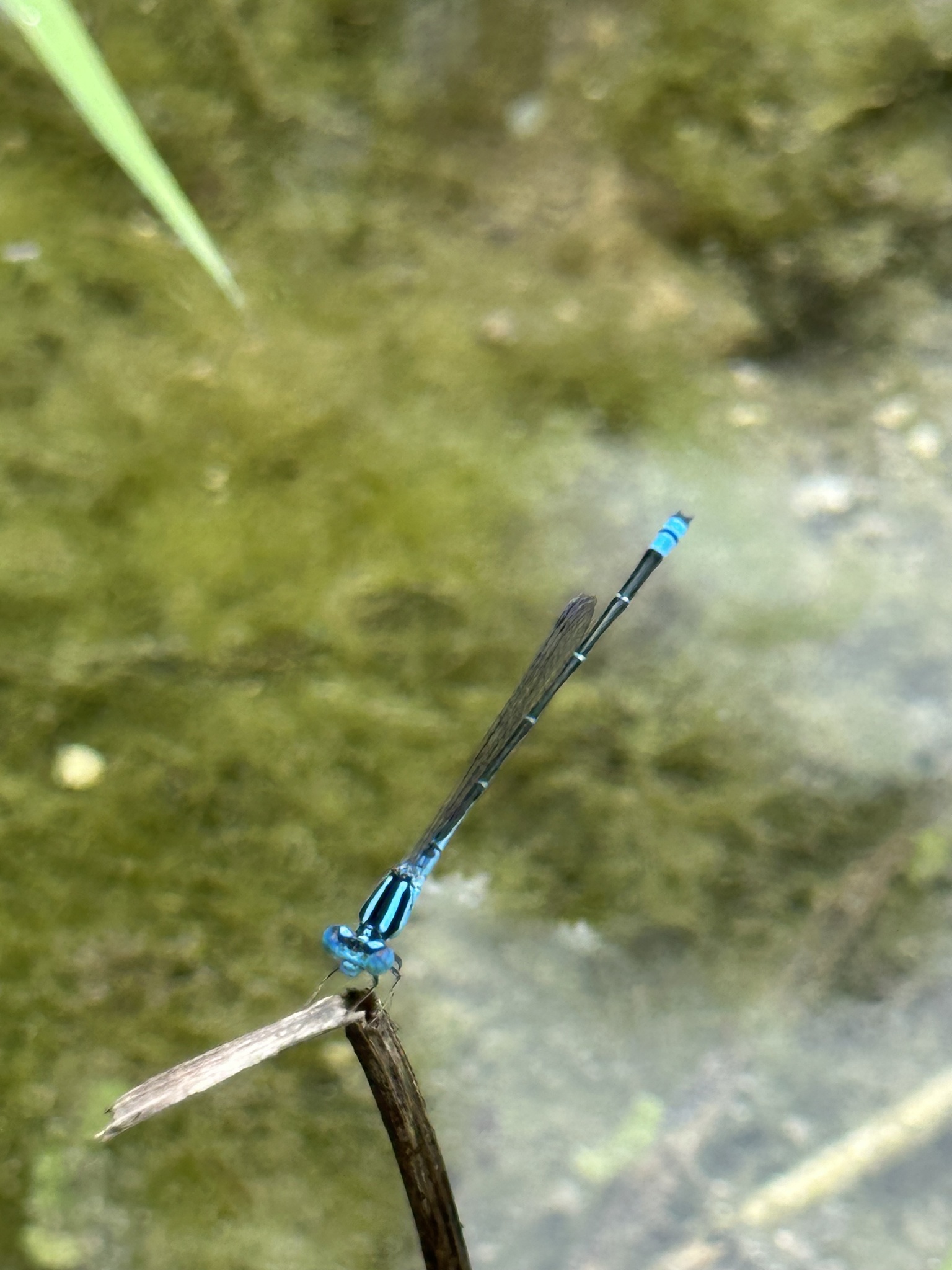 Eastern Lilysquatter