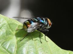 Chrysomya chloropyga