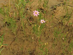 Coreopsis rosea