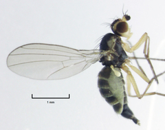 Cerodontha angustipennis