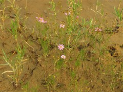 Coreopsis rosea
