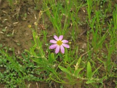 Coreopsis rosea