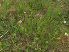 Coreopsis rosea