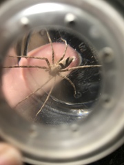 Pisaurina