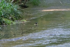 Cinclus cinclus gularis