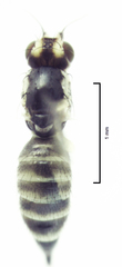 Cerodontha angustipennis