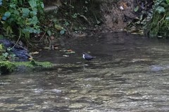 Cinclus cinclus gularis