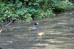 Cinclus cinclus gularis