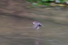 Cinclus cinclus gularis