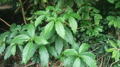 Tracheophyta