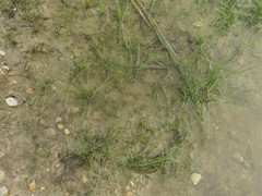 Eleocharis microcarpa microcarpa