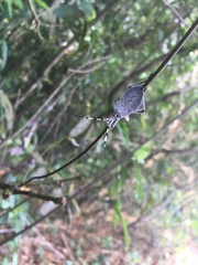 Molchina