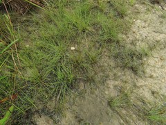 Eleocharis microcarpa microcarpa