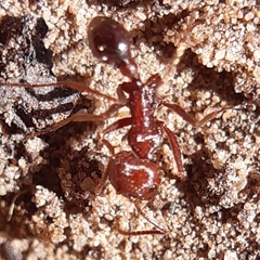 Ocymyrmex barbiger