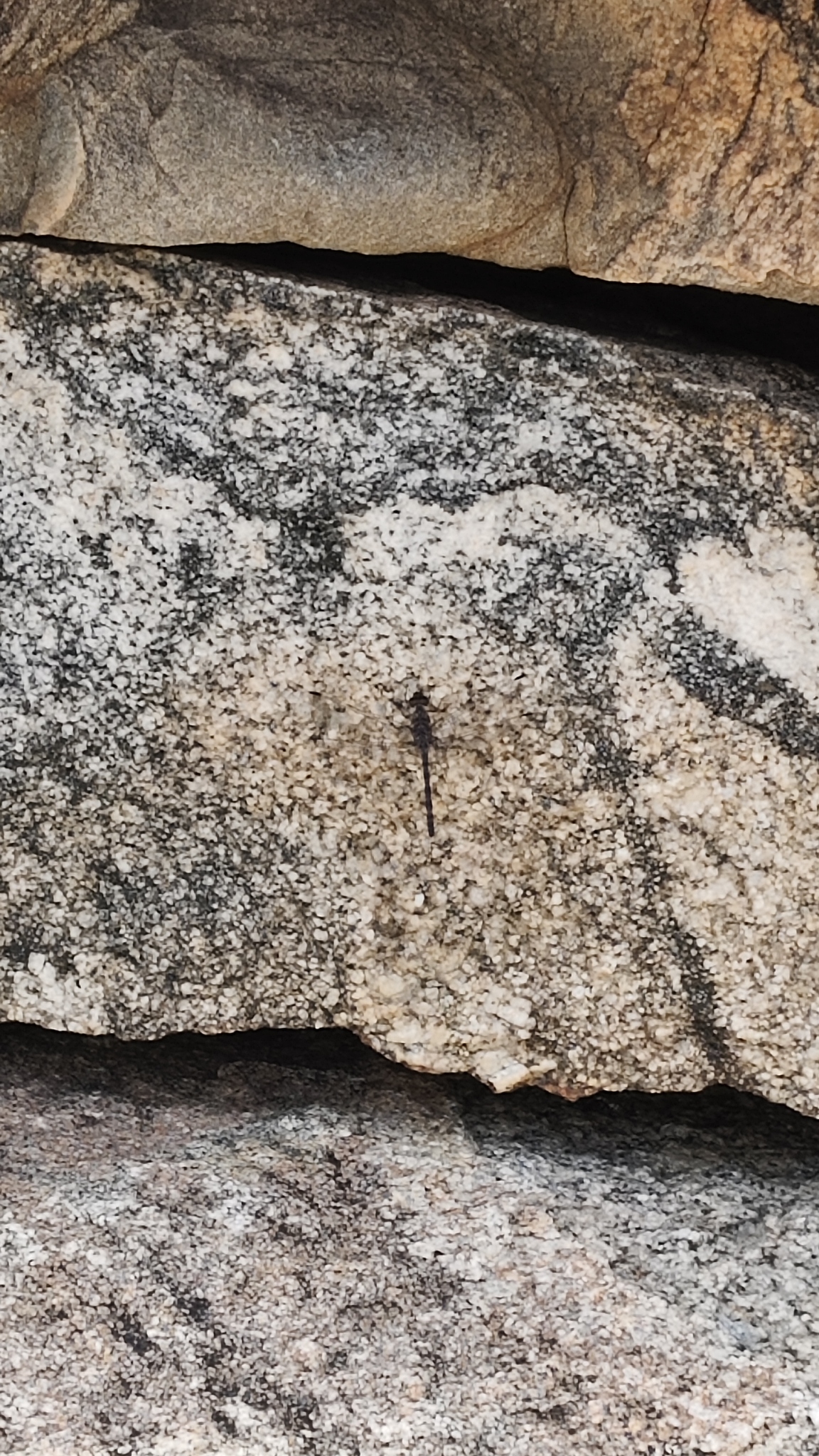 Indian Rockdweller