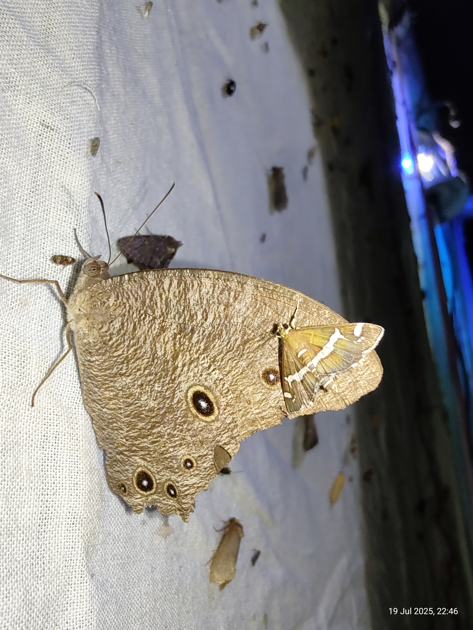 Common Evening Brown