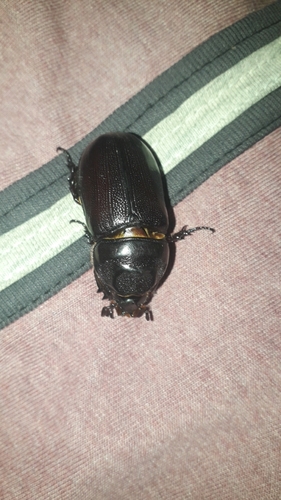 Coconut Rhinoceros Beetle
