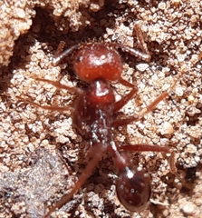 Ocymyrmex barbiger