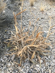 Oreocarya confertiflora