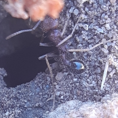 Ocymyrmex barbiger