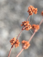 Eriogonum baileyi