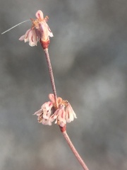 Eriogonum baileyi baileyi