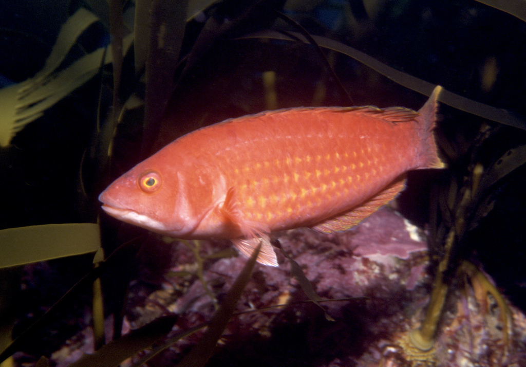 Rosy Parrot Fish