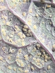 Aleyrodes proletella