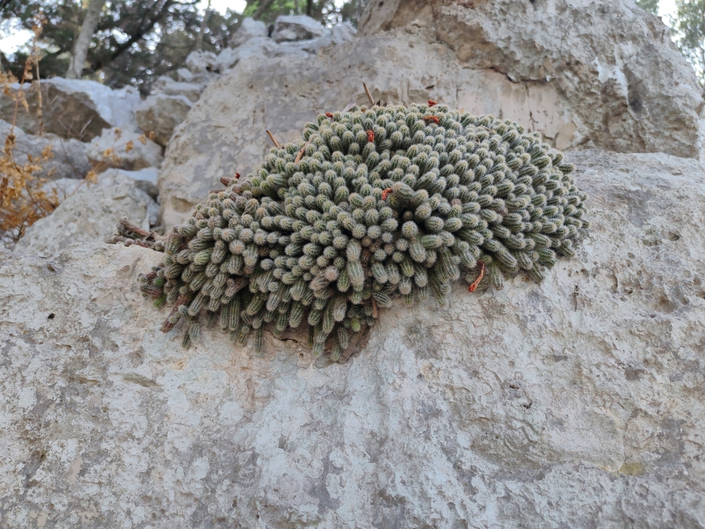 Chamaecereus silvestrii, Mljet
