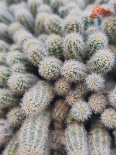 Chamaecereus silvestrii