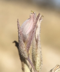 Chloropyron tecopense