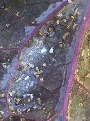 Aleyrodes proletella