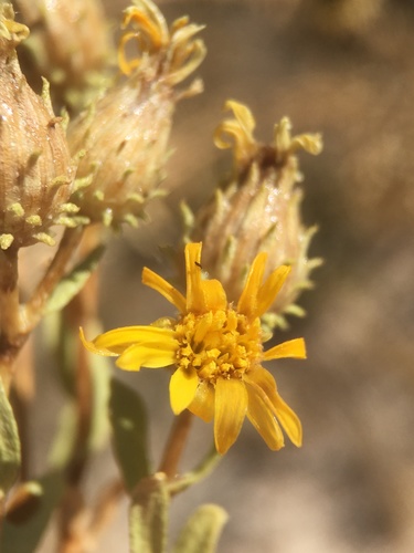 Image of Ash Meadows Gumplant (Grindelia fraxinipratensis) by (c) Matt Berger, some rights reserved (CC BY)